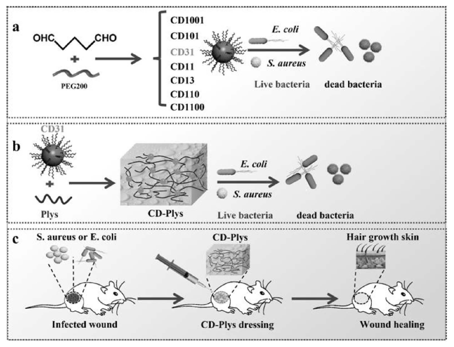 碳納米點(diǎn)、可注射碳納米點(diǎn)-ε-聚賴氨酸水凝膠及其制備方法與應(yīng)用