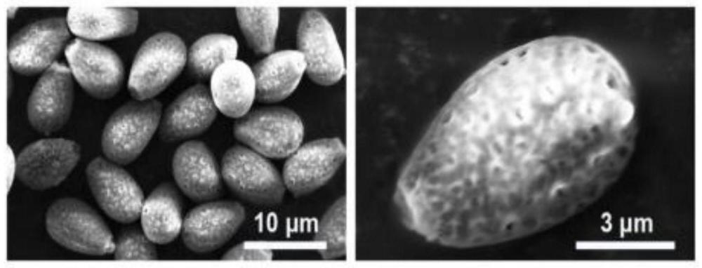 一種藥物緩釋載體及其制備方法與應(yīng)用