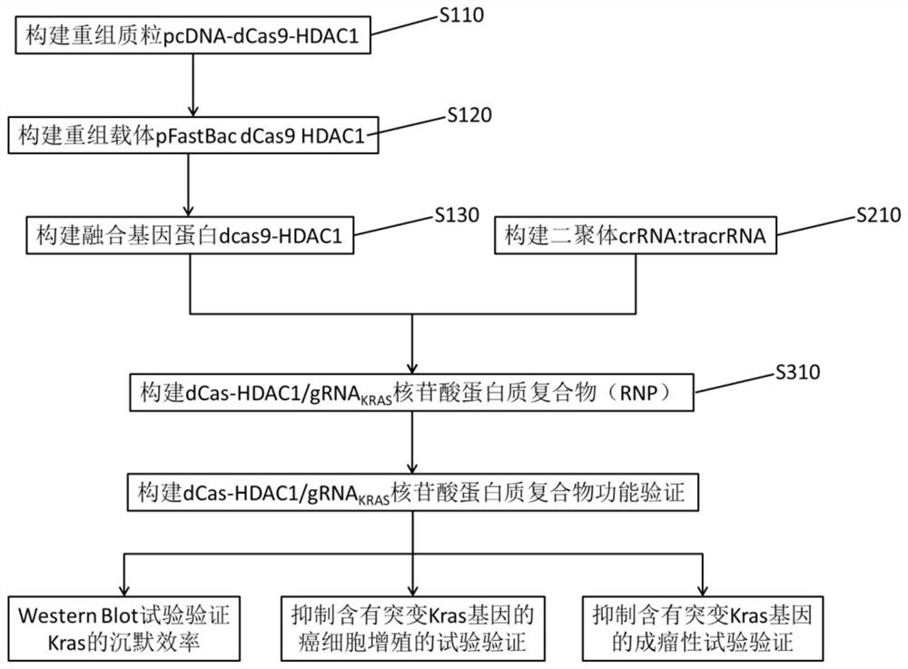 含有靶向突變型KRAS融合基因的重組載體、融合蛋白及蛋白質(zhì)復(fù)合物及其構(gòu)建方法和應(yīng)用