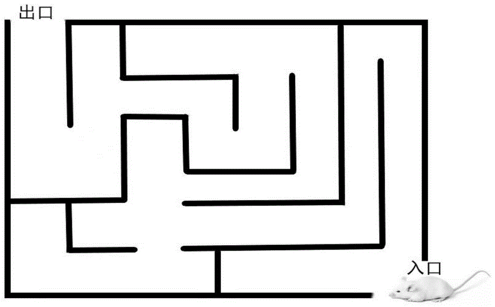 一種黑色食品發(fā)酵型復(fù)合小分子肽、口服液及制備方法和應(yīng)用