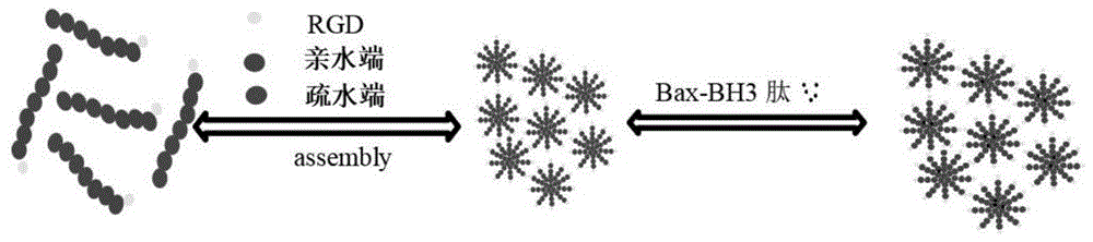 一種抗腫瘤多肽Bax-BH3、熒光高分子納米膠束及其制備方法和應(yīng)用